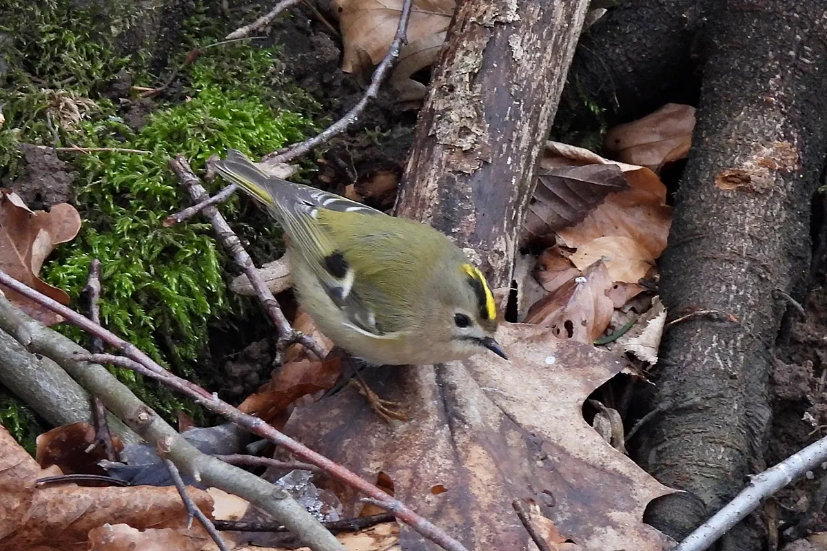 Wintergoldhähnchen