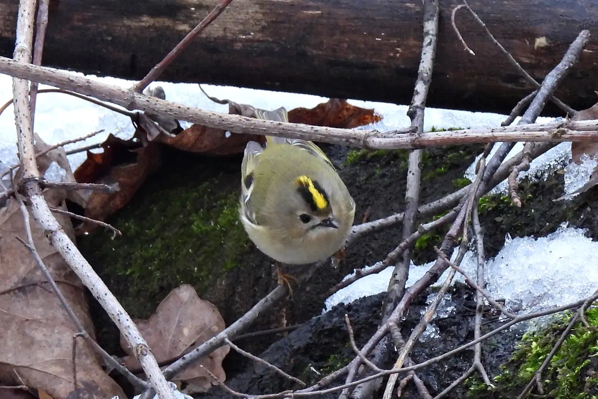 Wintergoldhähnchen
