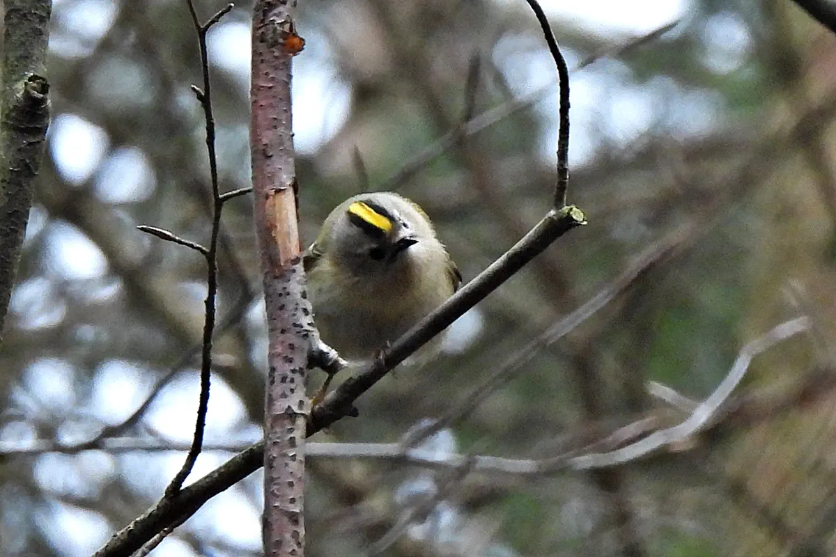 Wintergoldhähnchen