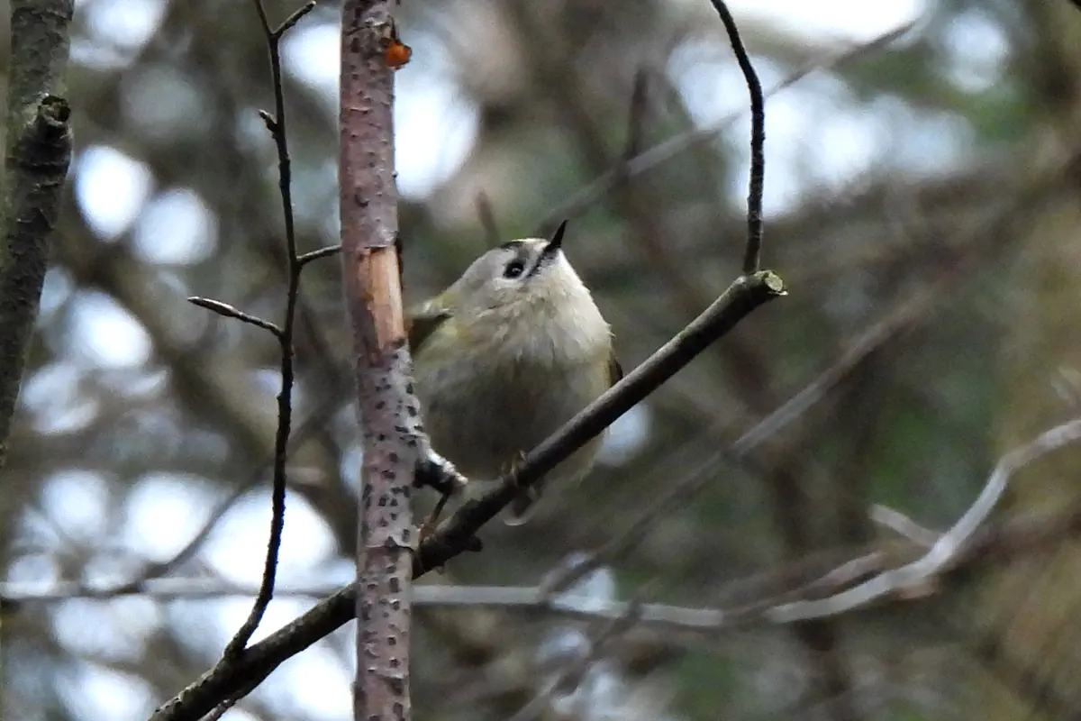 Wintergoldhähnchen