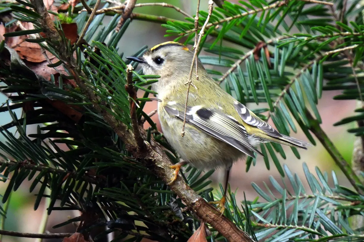 Wintergoldhähnchen