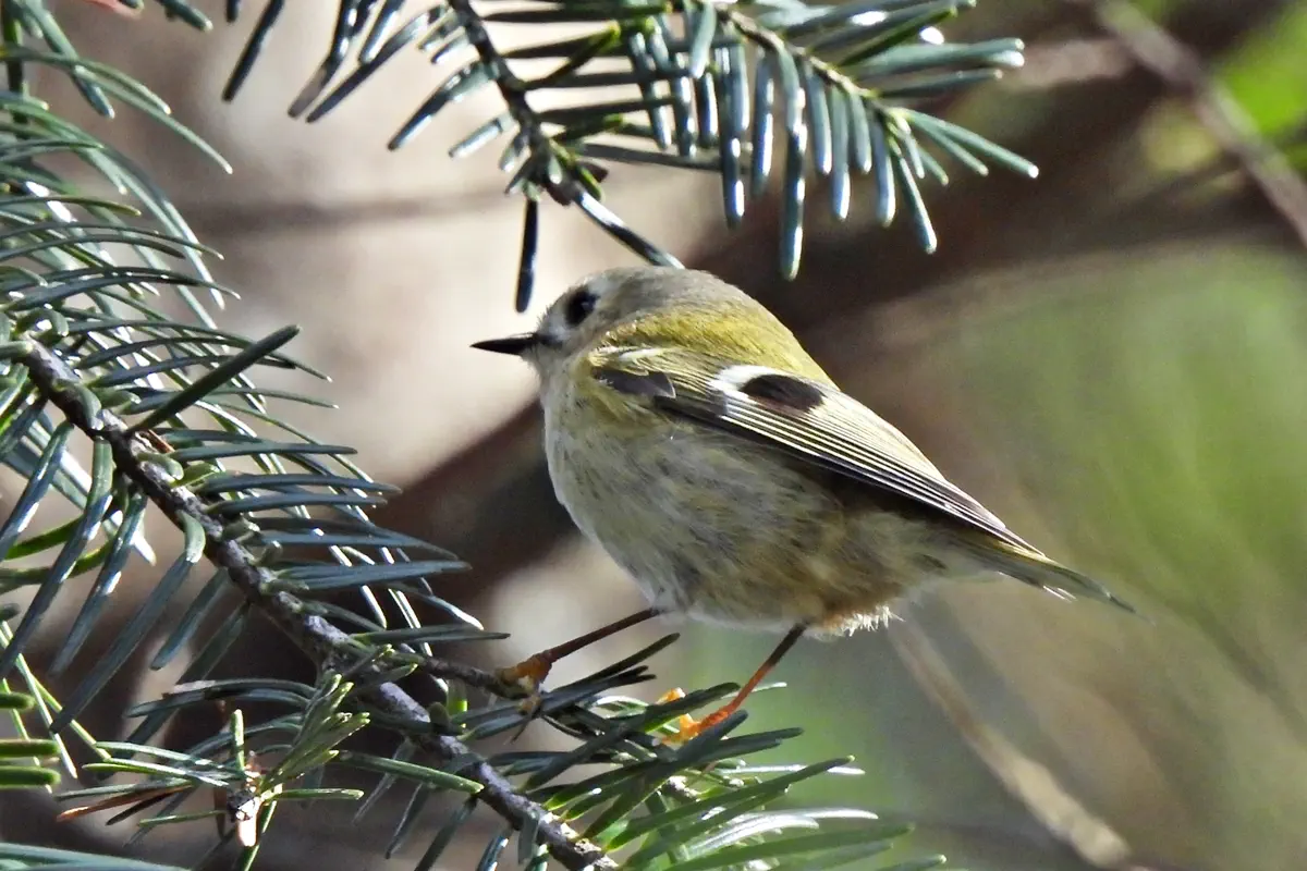 Wintergoldhähnchen