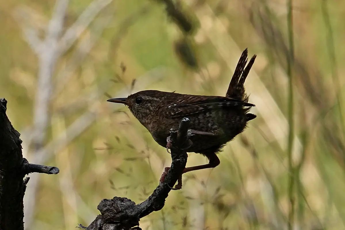 Zaunkönig