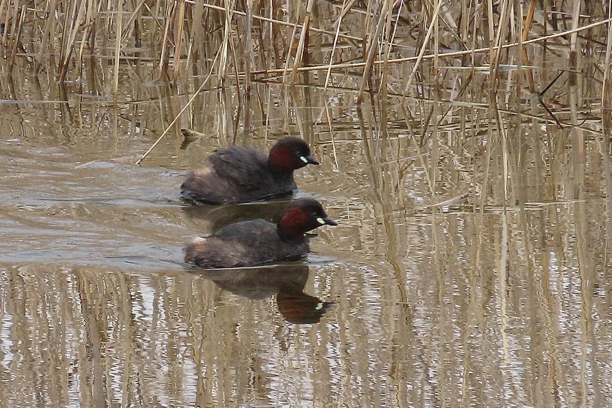 Zwergtaucher
