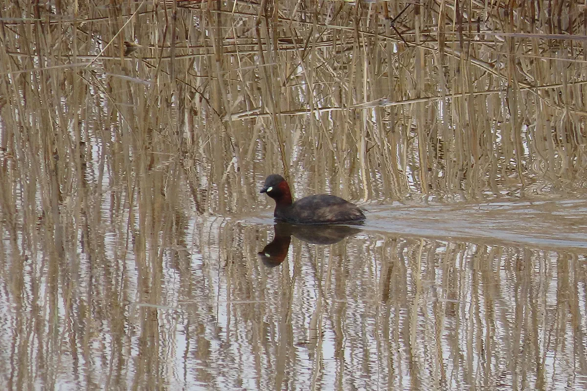 Zwergtaucher