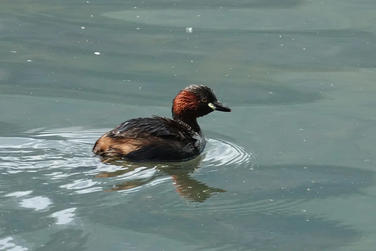 Zwergtaucher