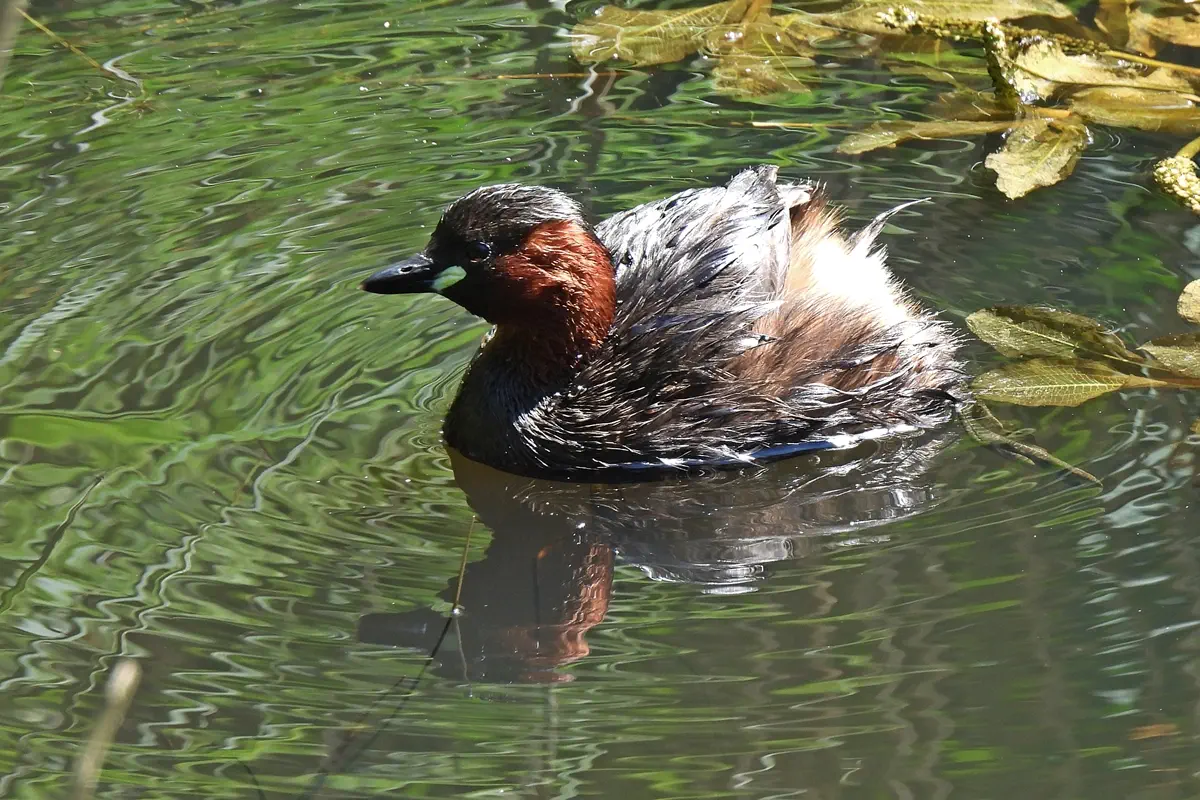 Zwergtaucher
