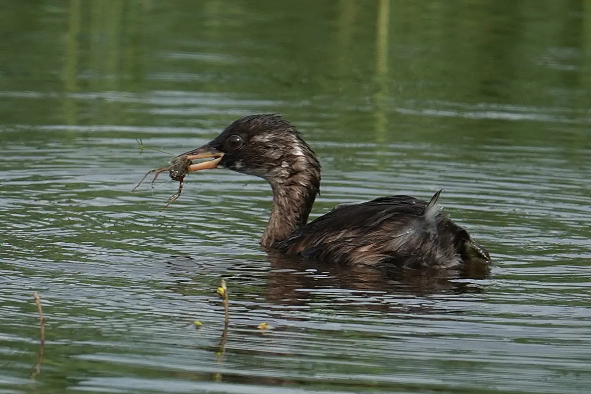 Zwergtaucher
