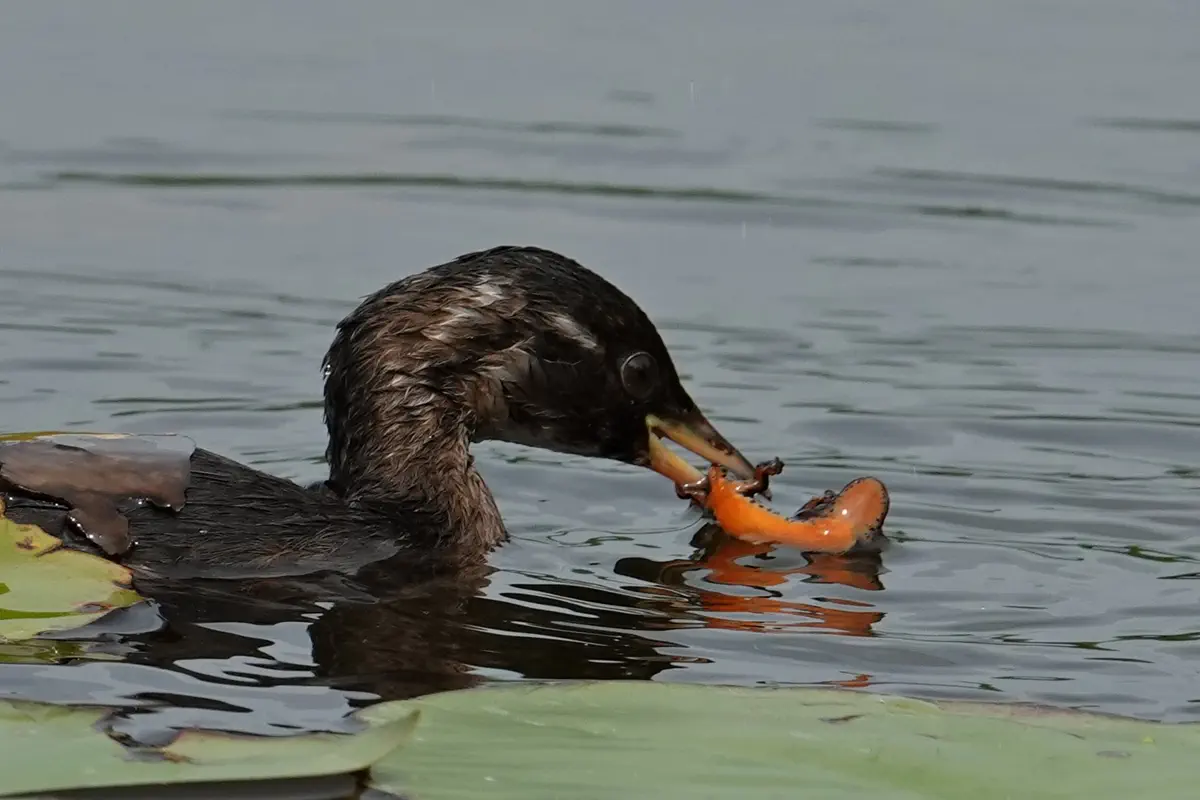 Zwergtaucher