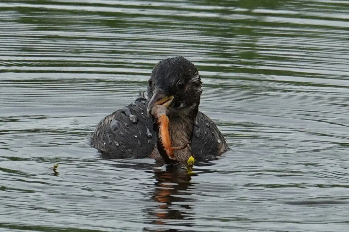 Zwergtaucher