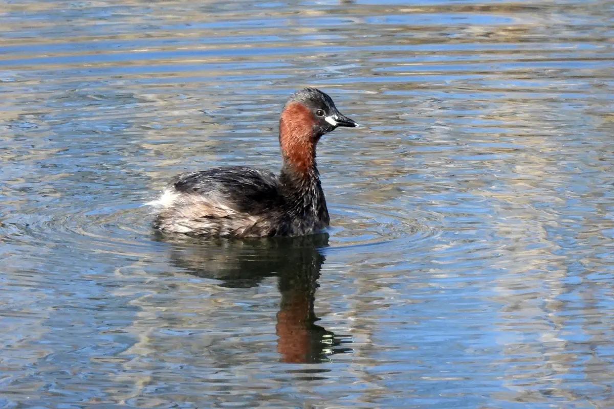 Zwergtaucher