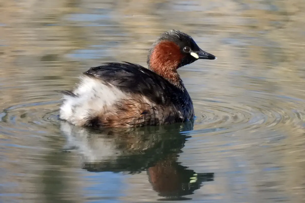 Zwergtaucher